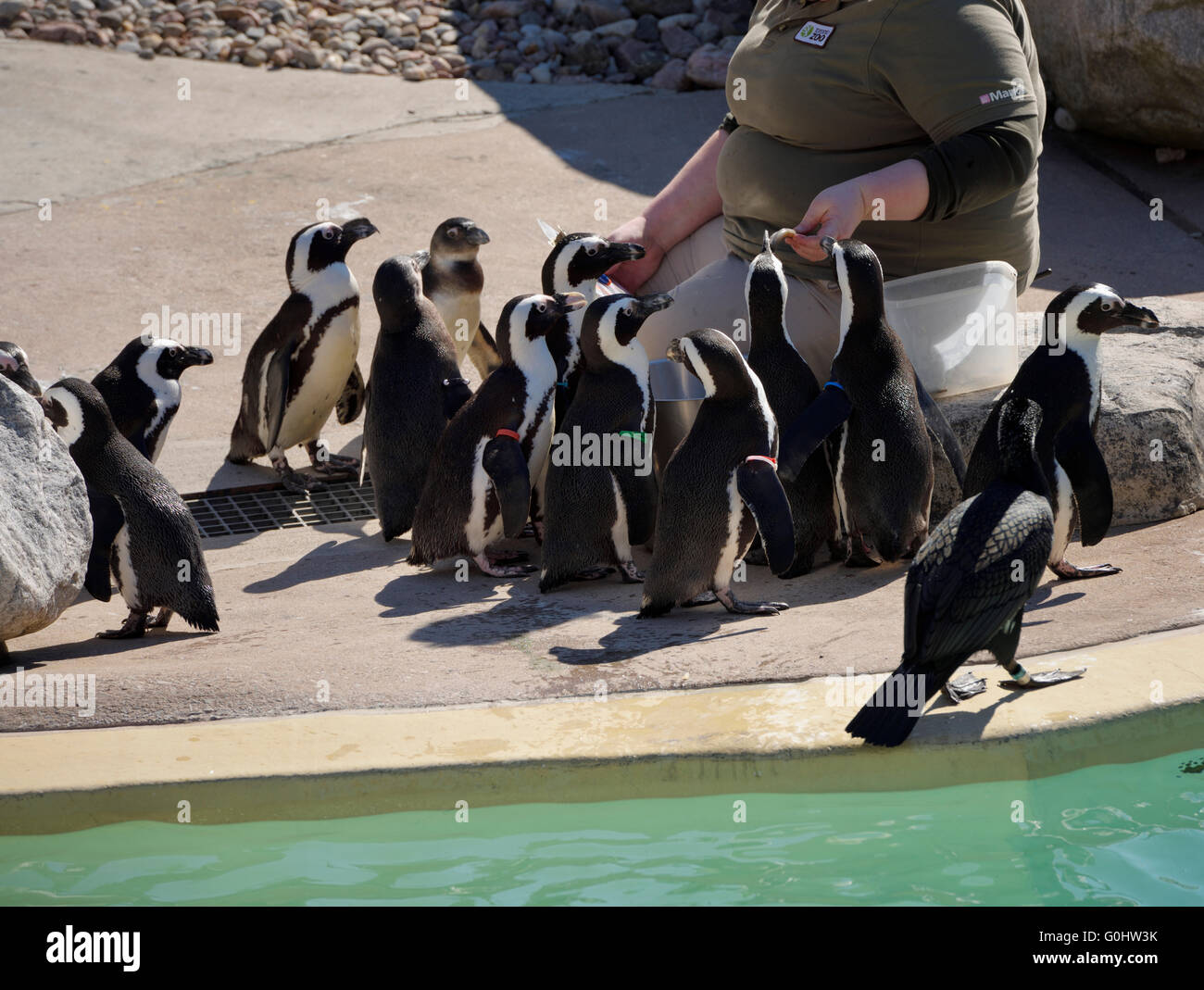 Zoo keeper feeding African Penguins poolside Stock Photo