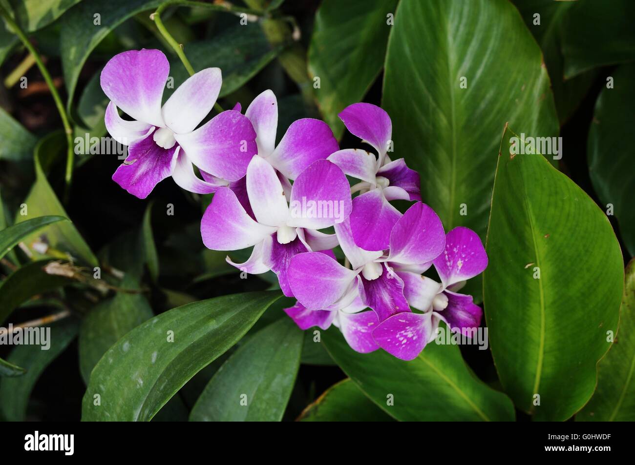 Pink and white Dendrobium orchid flower Stock Photo