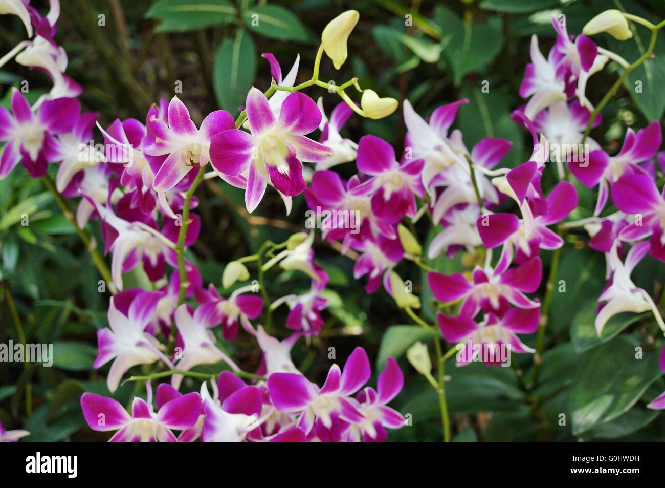 Pink and white Dendrobium orchid flower Stock Photo