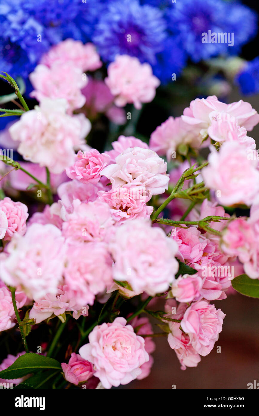 beautiful colorful collection of flowers spring summer celebration ...
