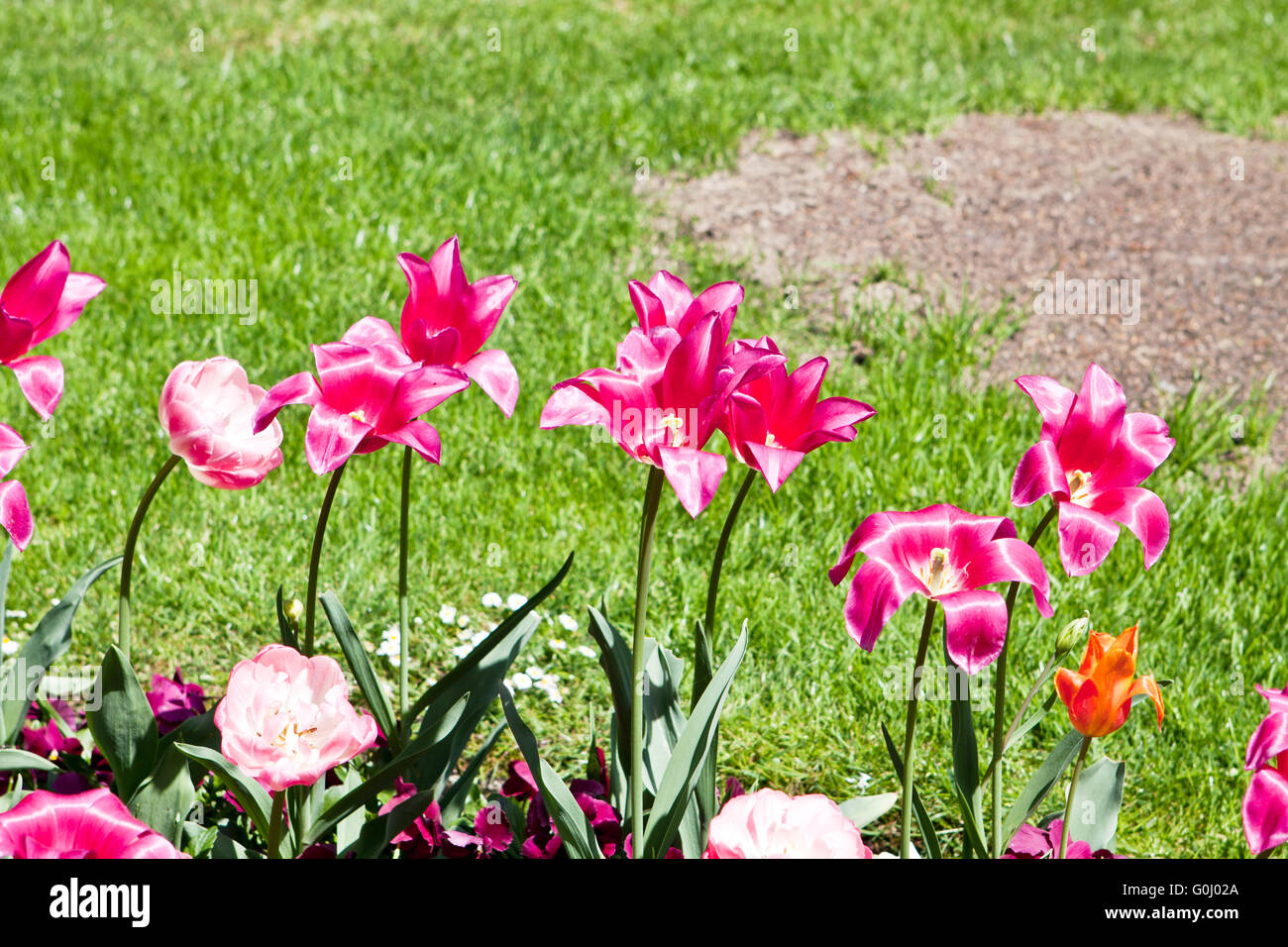 beautiful colorful pink tulips outdoor in spring Stock Photo - Alamy
