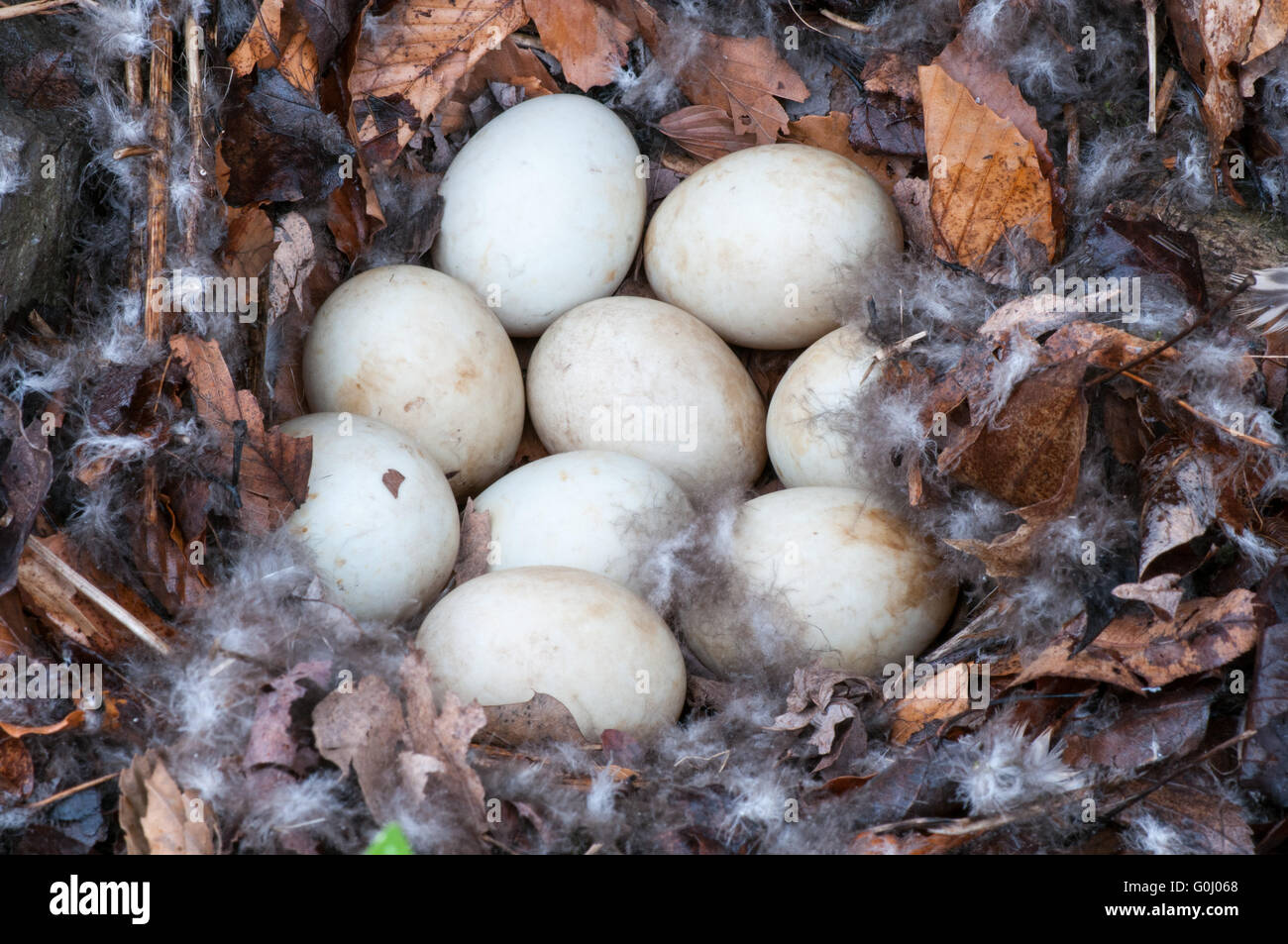 Mallard Duck Nest with nine unhatched eggs. Stock Photo