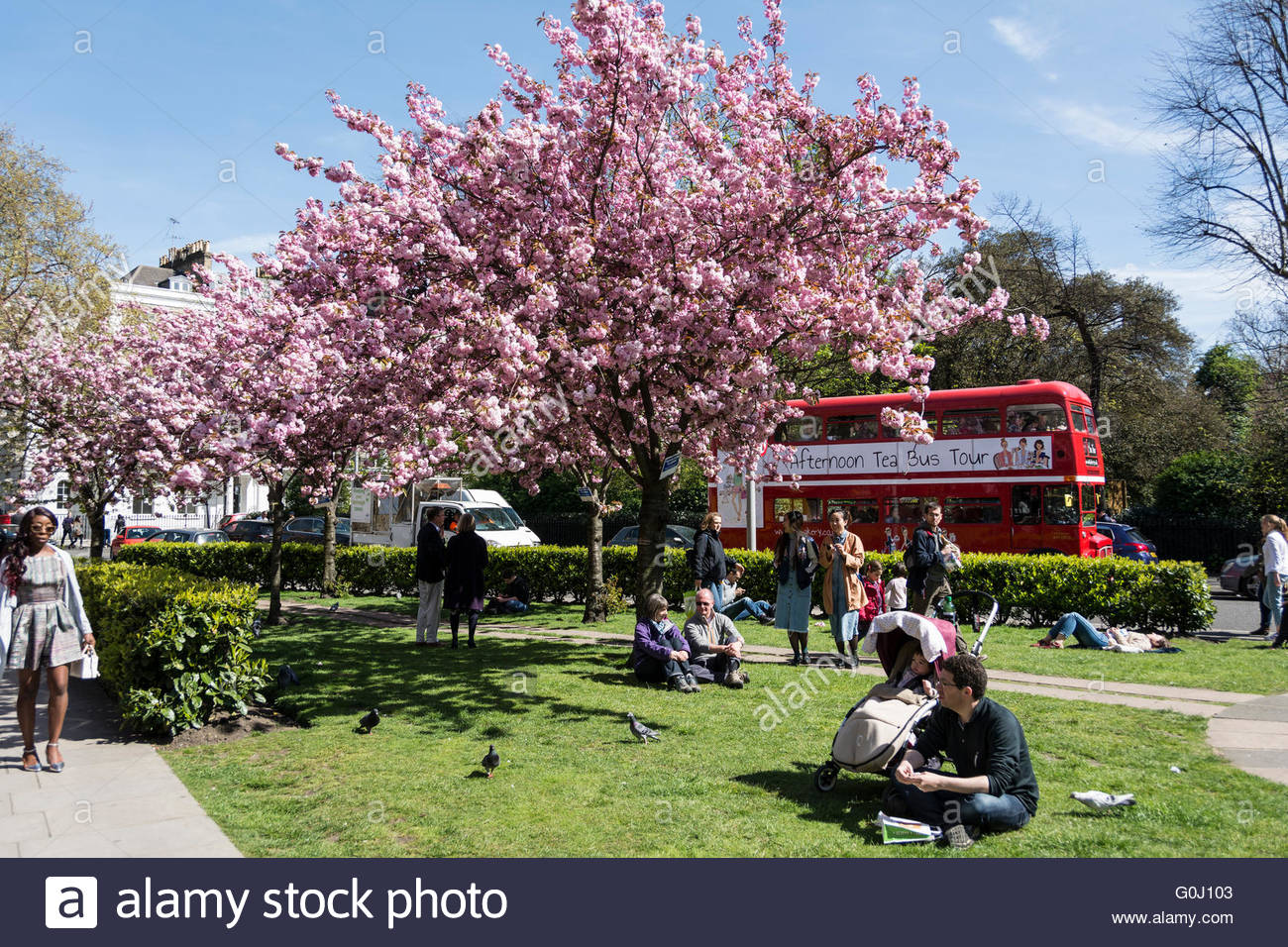Cherry Blossom London Stock Photos & Cherry Blossom London Stock Images
