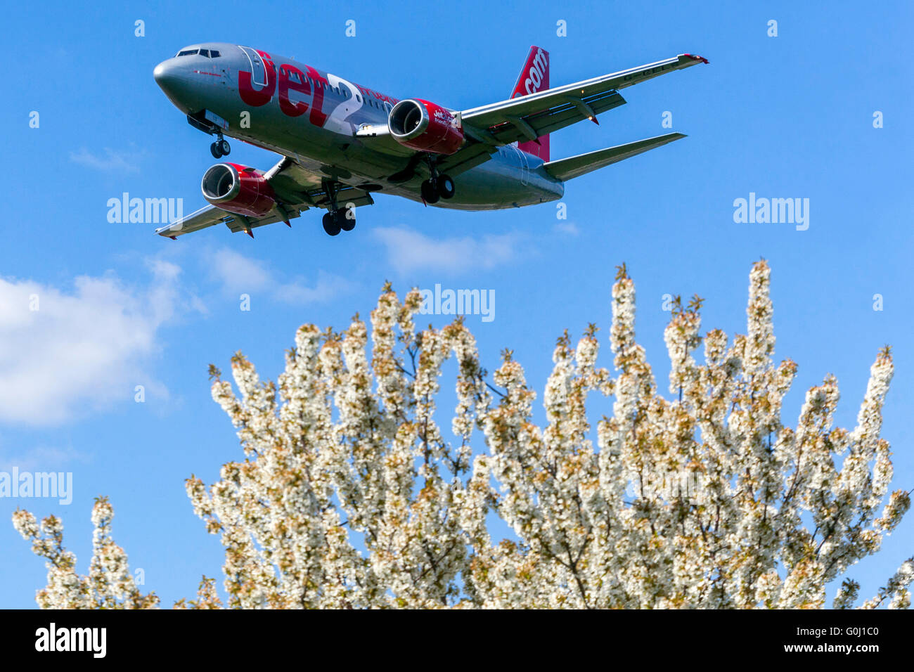 Jet2 Boeing 737 approaching for landing above tree blossoms, Prague, Czech Republic Stock Photo