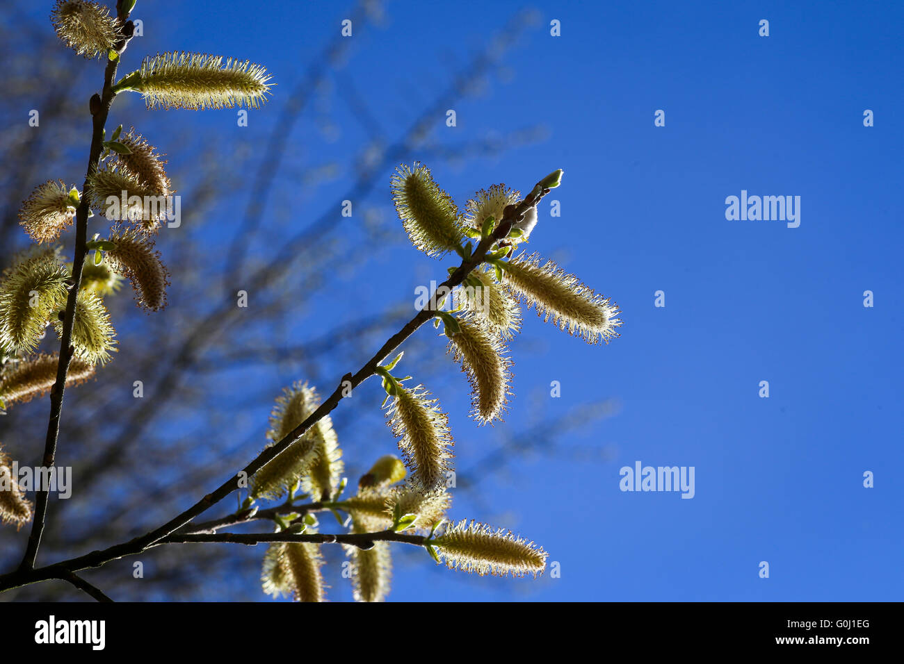 Beautiful pussy willow flowers branches on wind, blue sunny sky background Stock Photo