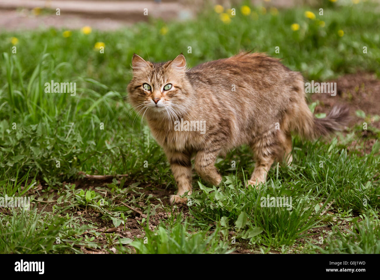 Portrait of cat walking at the street Stock Photo - Alamy