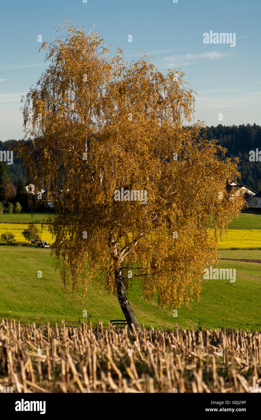 beautiful autumn landscape with blue sky Stock Photo - Alamy