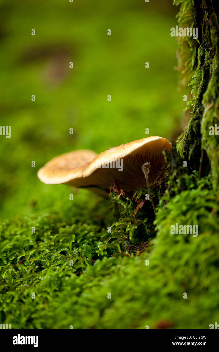 brown mushroom autumn outdoor macro closeup Stock Photo