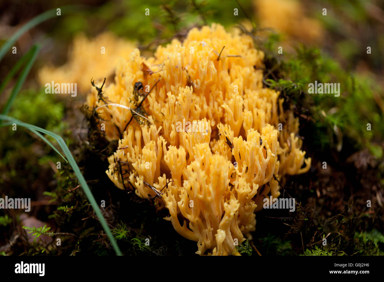 ramaria mushroom detail macro in forest autumn seasonal Stock Photo