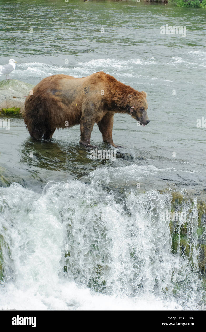 Alaskan Coastal Brown Bears fishing for Sockeye salmon in at Brooks ...