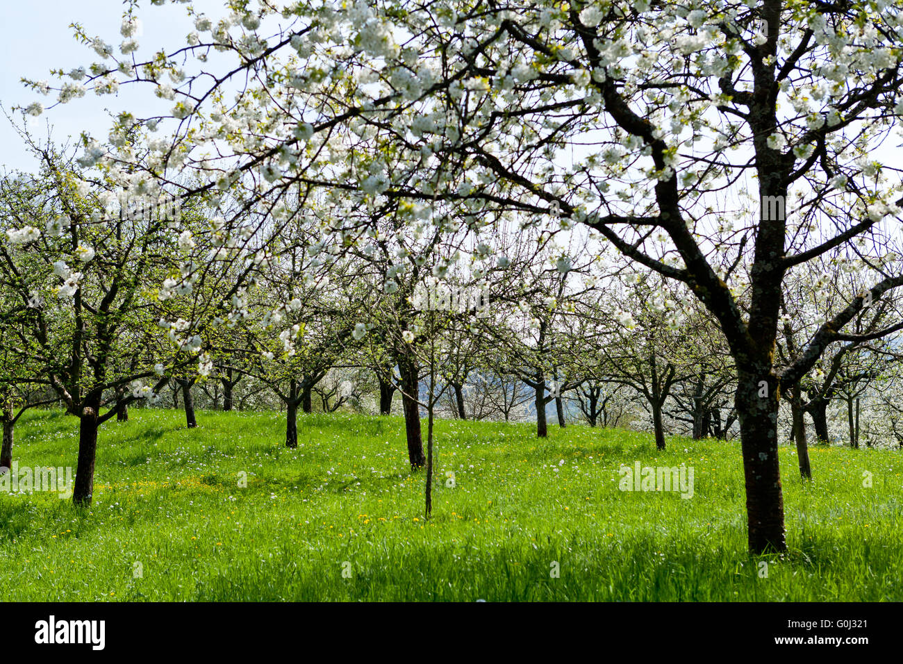Springing Tree blooming trees in garden in spring Stock Photo - Alamy