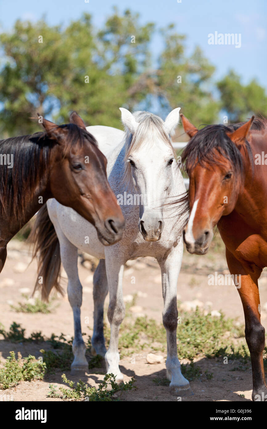 group of horses outside horse ranch in summer Stock Photo