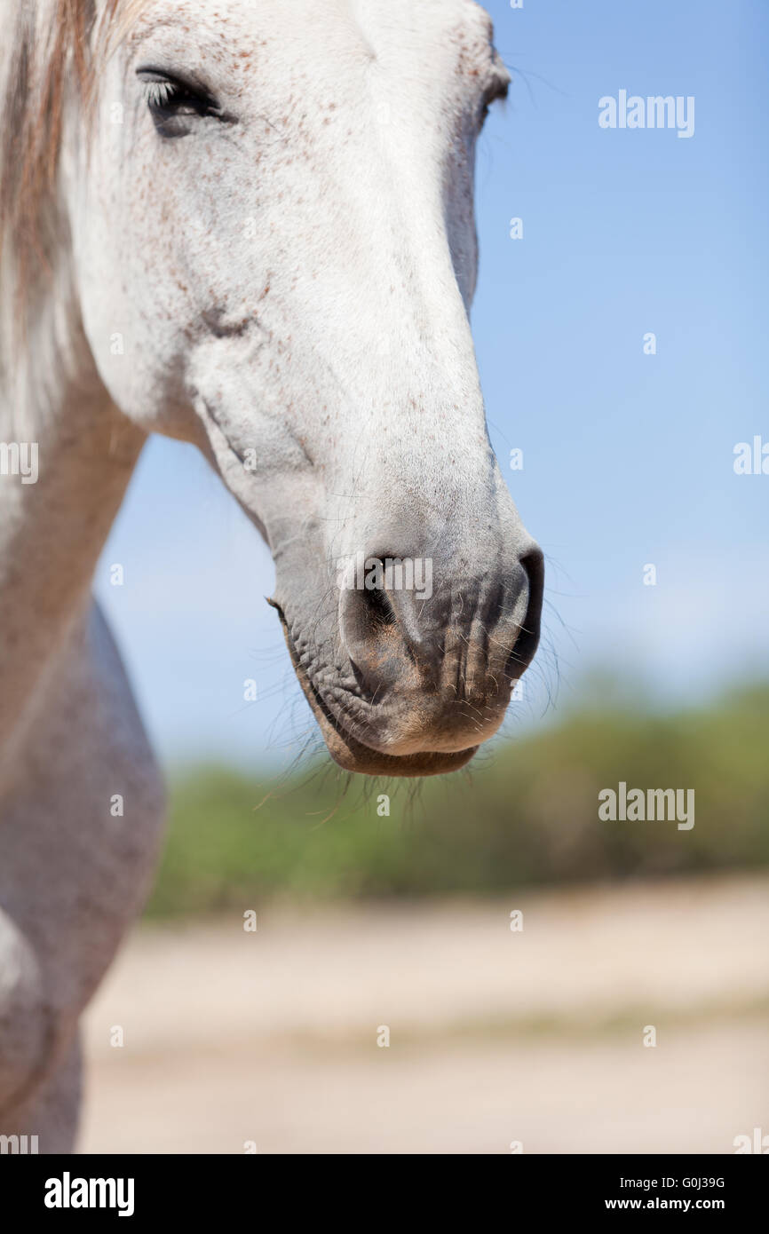 beautiful pura raza espanola pre andalusian horse Stock Photo