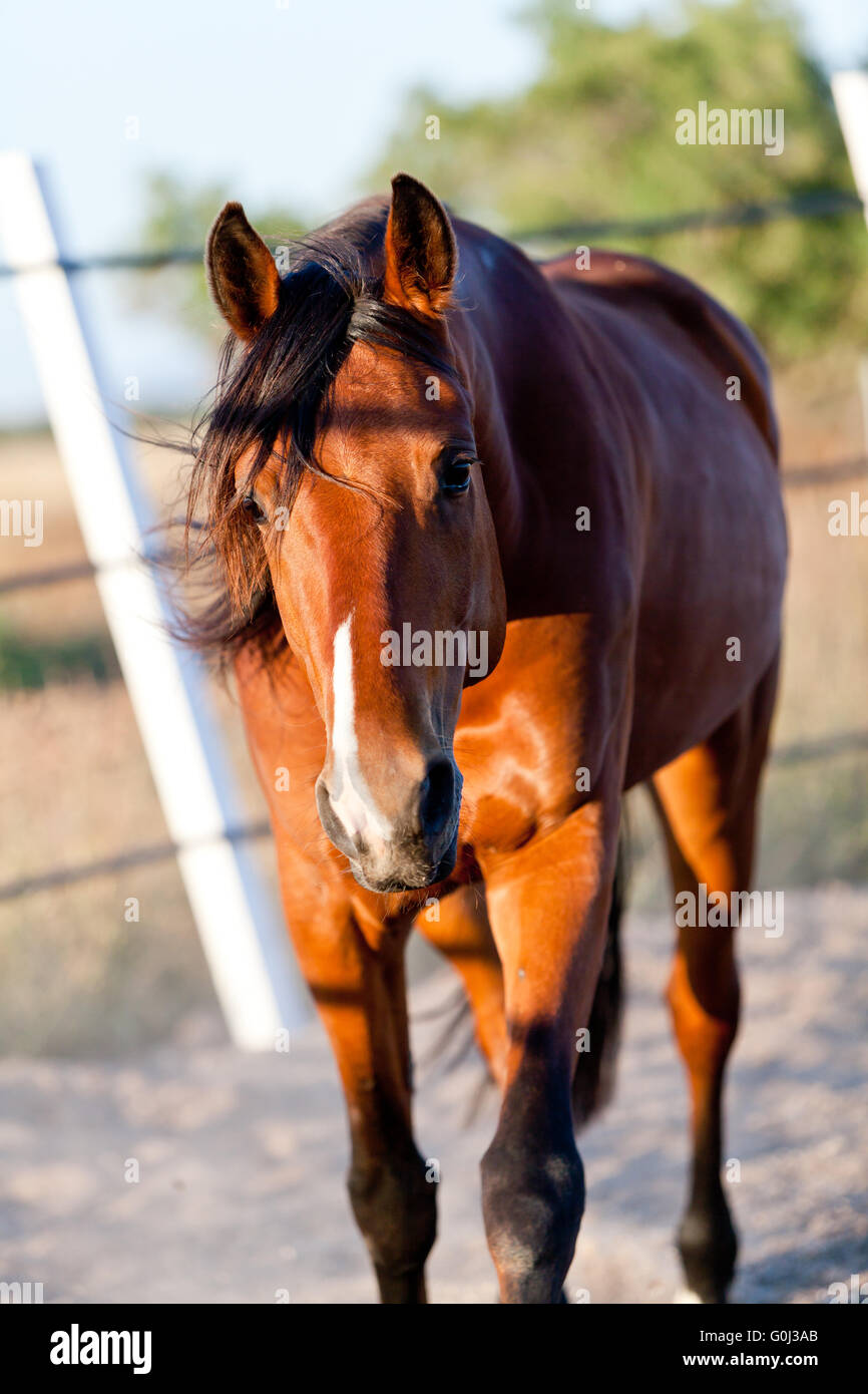 trotteur francais trotter horse gelding outdoor Stock Photo