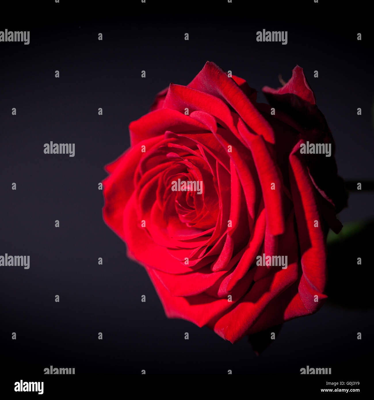 beautiful red rose flower on black background Stock Photo Alamy