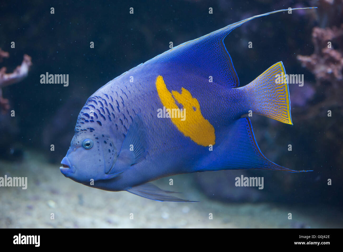 Yellowband angelfish (Pomacanthus maculosus), also known as the halfmoon angelfish at Dvur Kralove Zoo, Czech Republic. Stock Photo