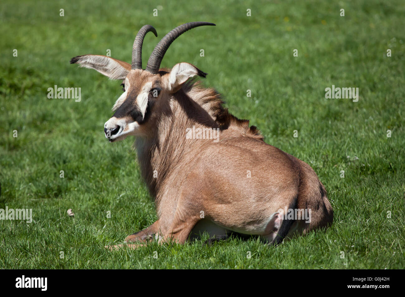 Roan antelope (Hippotragus equinus) at Dvur Kralove Zoo, Czech Republic. Stock Photo