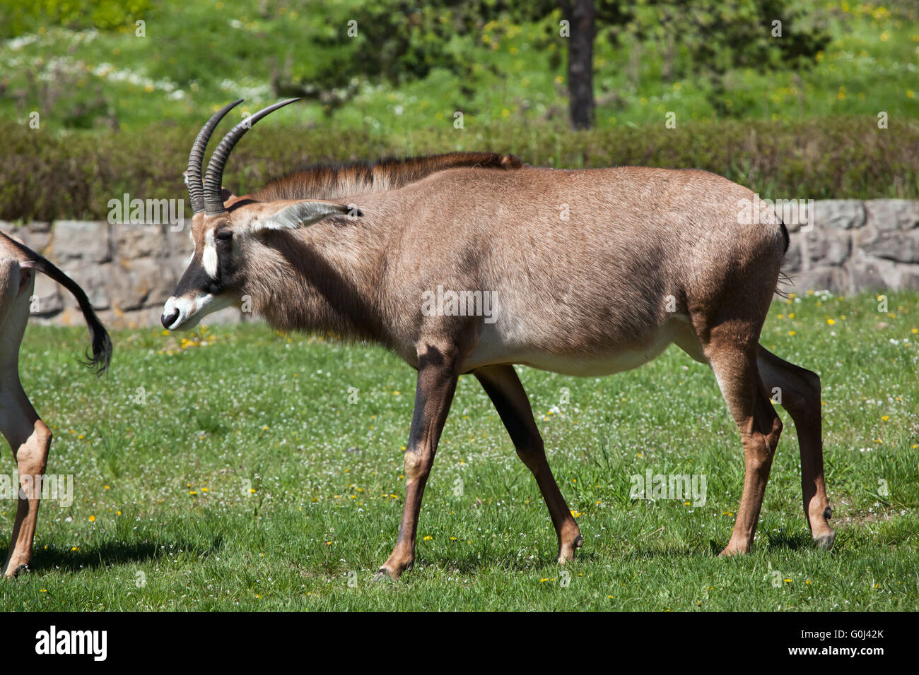 Roan antelope (Hippotragus equinus) at Dvur Kralove Zoo, Czech Republic. Stock Photo