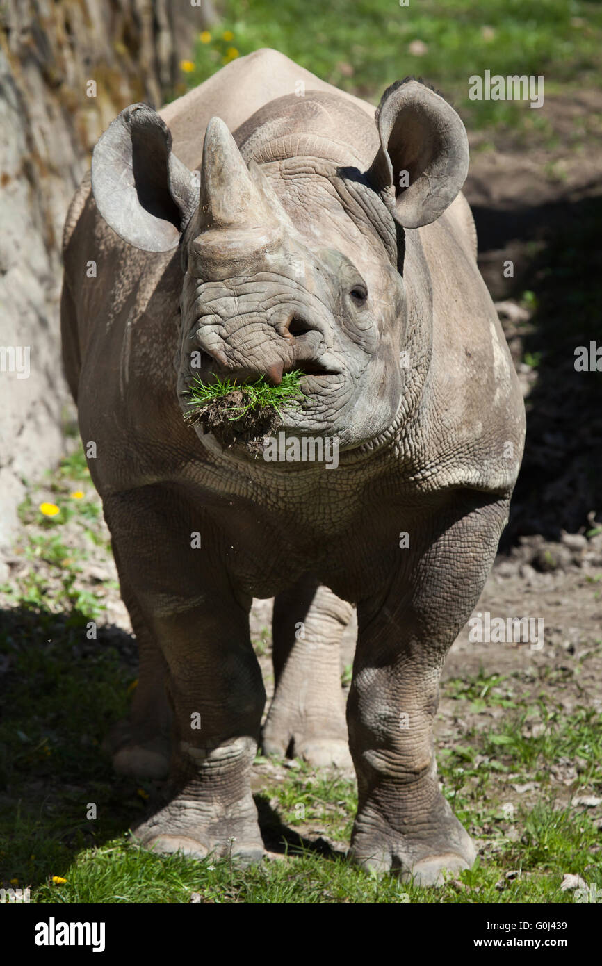 Black rhinoceros (Diceros bicornis) at Dvur Kralove Zoo, Czech Republic. Stock Photo