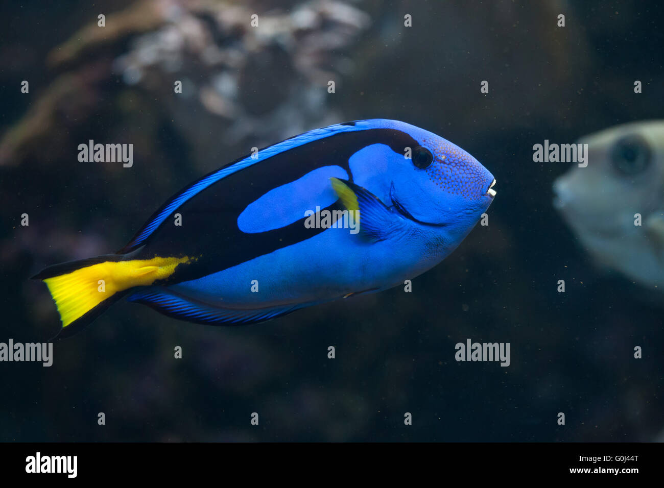 Blue surgeonfish (Paracanthurus hepatus), also known as the blue tang at Dvur Kralove Zoo, Czech Republic. Stock Photo