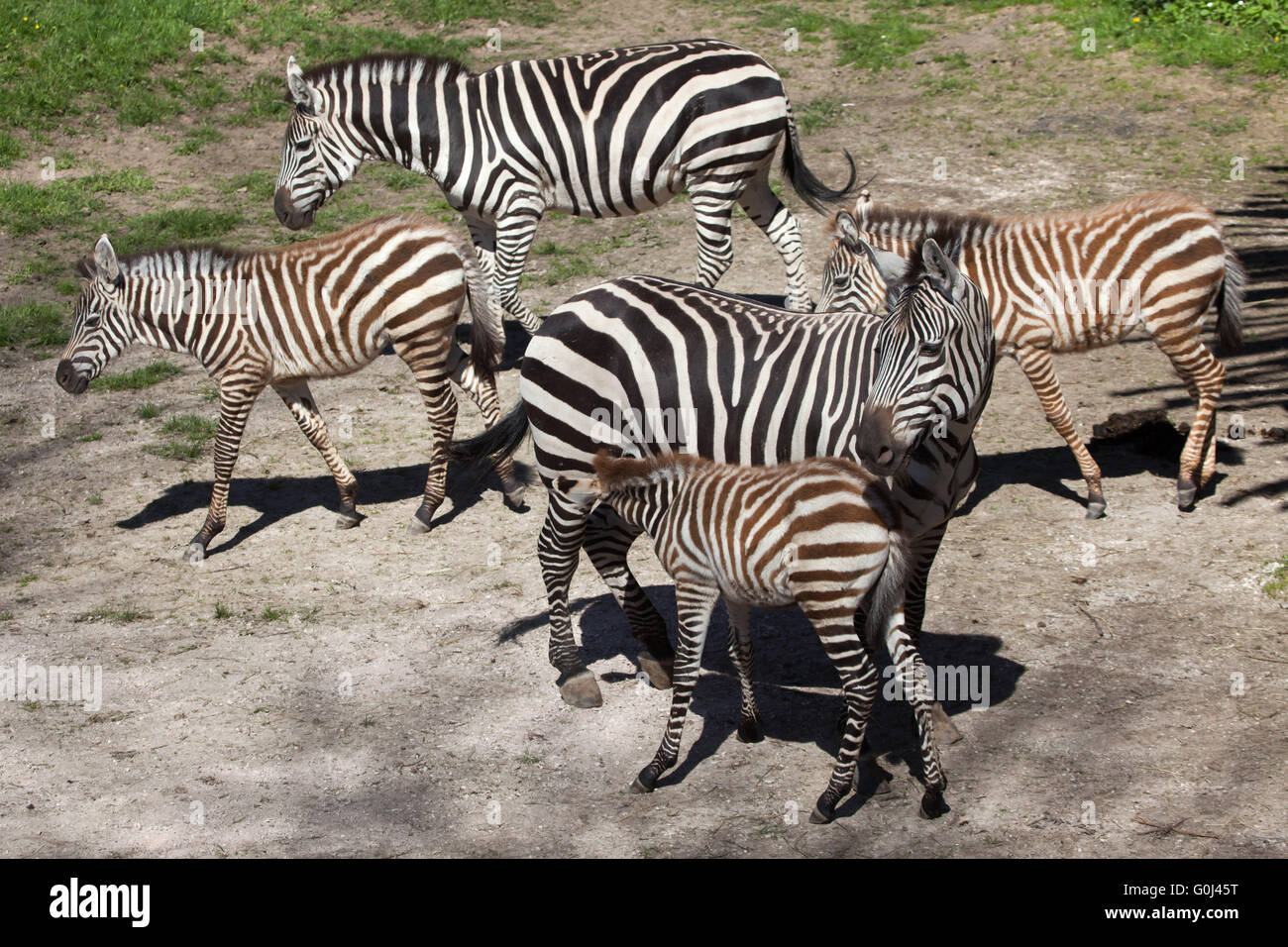 Grant's zebra (Equus quagga boehmi) at Dvur Kralove Zoo, Czech Republic. Stock Photo