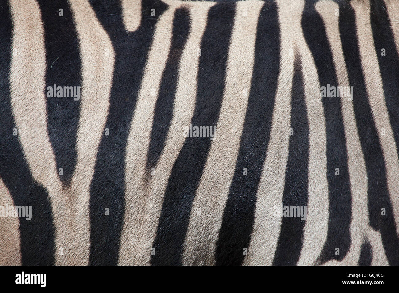 Burchell's zebra (Equus quagga burchellii), also known as the Damara zebra. Skin texture. Wild life animal. Stock Photo