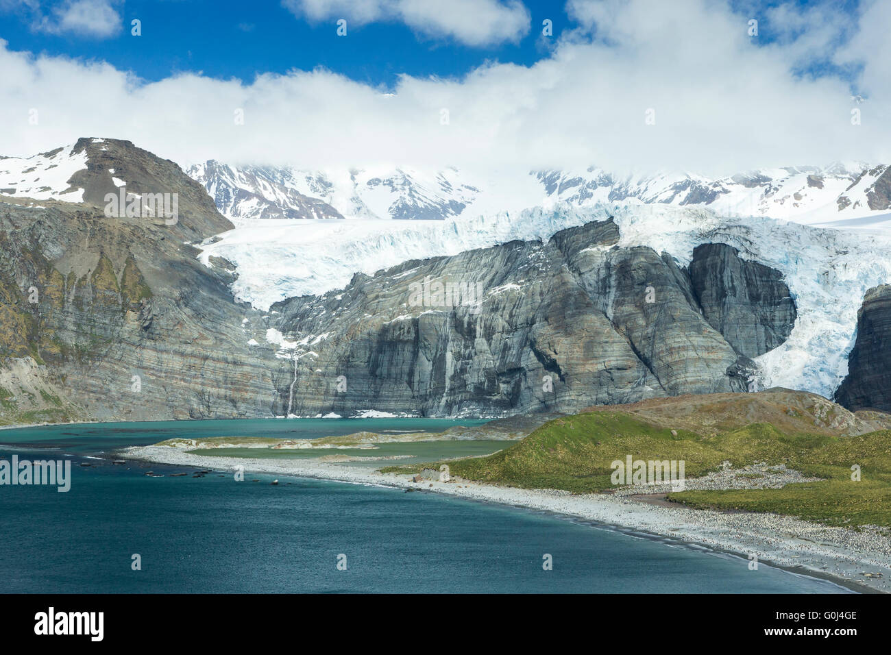 Landscape view of glaciers, mountains and breeding penguin colonies, Gold Harbour, South Georgia in January. Stock Photo