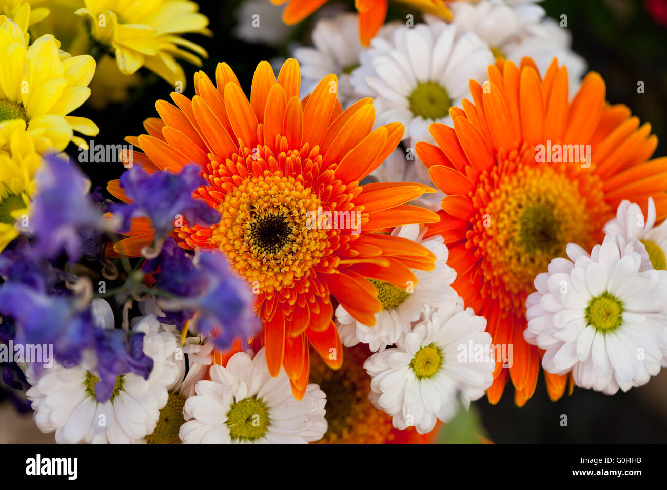 beautiful colorful collection of flowers spring summer celebration ...