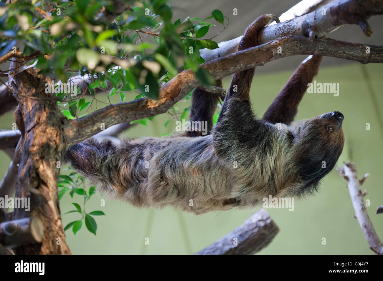 Linnaeus's two-toed sloth (Choloepus didactylus), also known as the southern two-toed sloth at Dresden Zoo, Saxony, Germany. Stock Photo