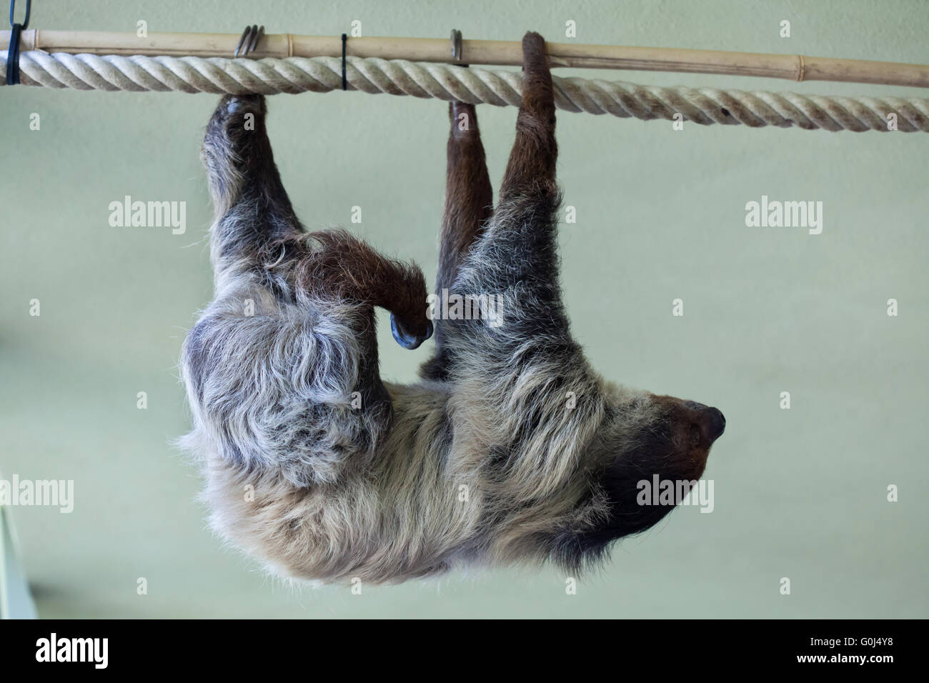 Linnaeus's two-toed sloth (Choloepus didactylus), also known as the southern two-toed sloth at Dresden Zoo, Saxony, Germany. Stock Photo