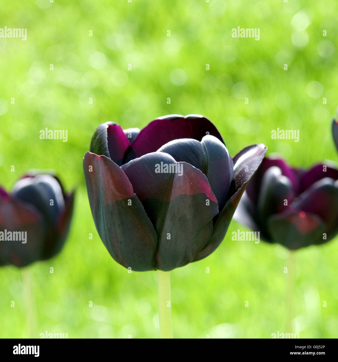 Schwarze Tulpe, Queen of Night; Stock Photo