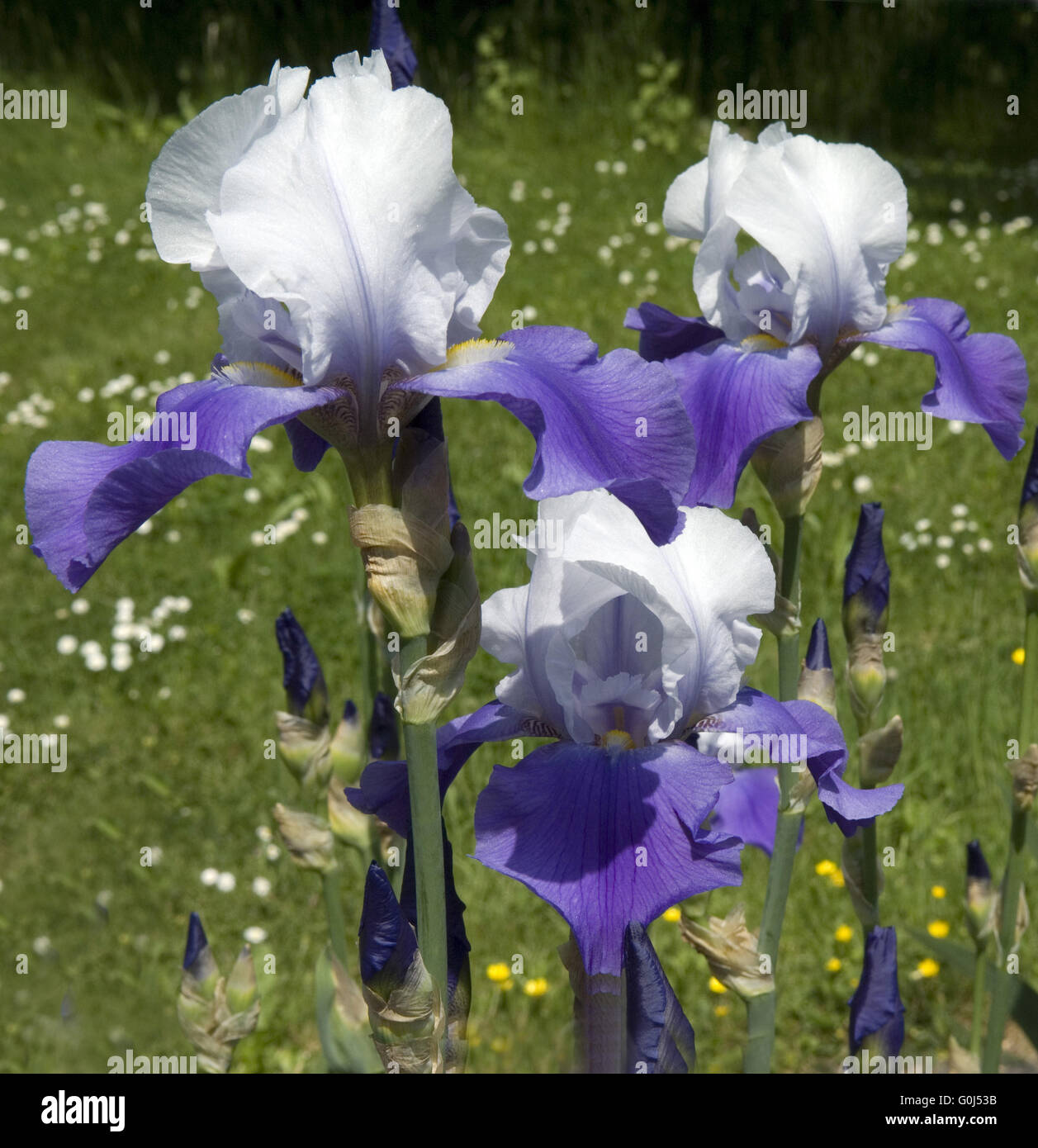 Iris def hires stock photography and images Alamy