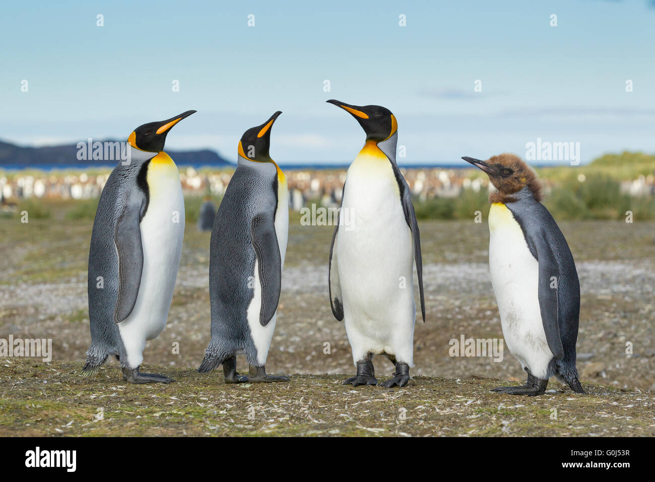 King penguin Aptenodytes patagonicus, three adults & one immature standing together, Salisbury Plain, South Georgia in December. Stock Photo