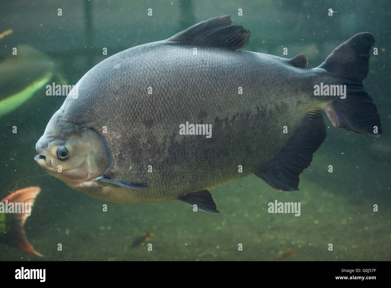 Tambaqui (Colossoma macropomum), also known as the giant pacu at Dvur ...