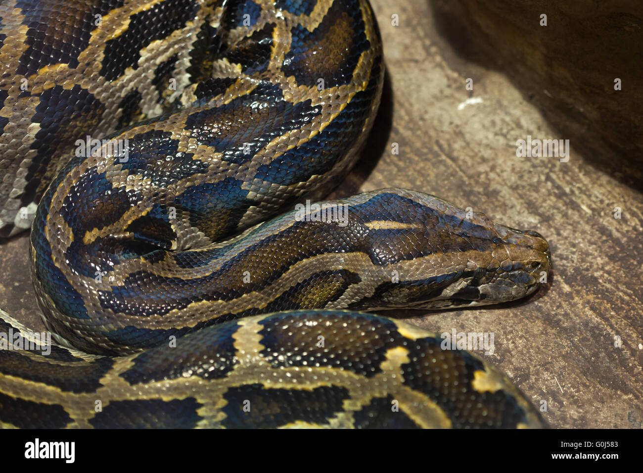 Burmese python (Python bivittatus) at Dvur Kralove Zoo, Czech Republic ...
