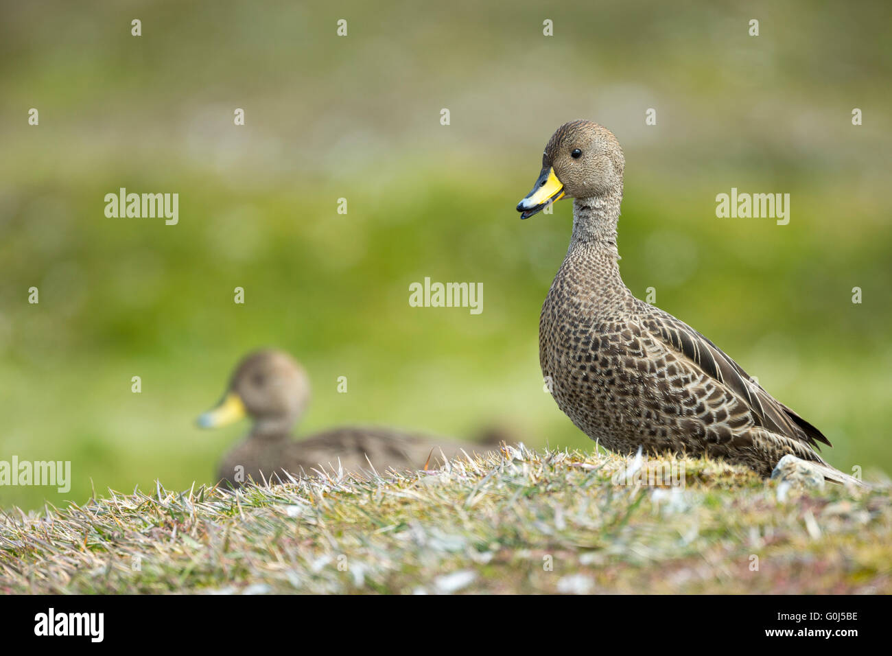 South georgia pintail Anas georgica georgica, adults, foraging on ...