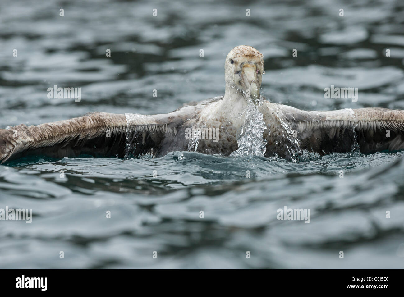 Southern giant petrel Macronectes giganteus, adult, bathing in sea, Cooper Bay, South Georgia in January. Stock Photo