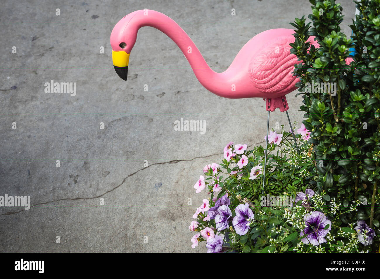 Florida flamingo hi-res stock photography and images - Page 16 - Alamy