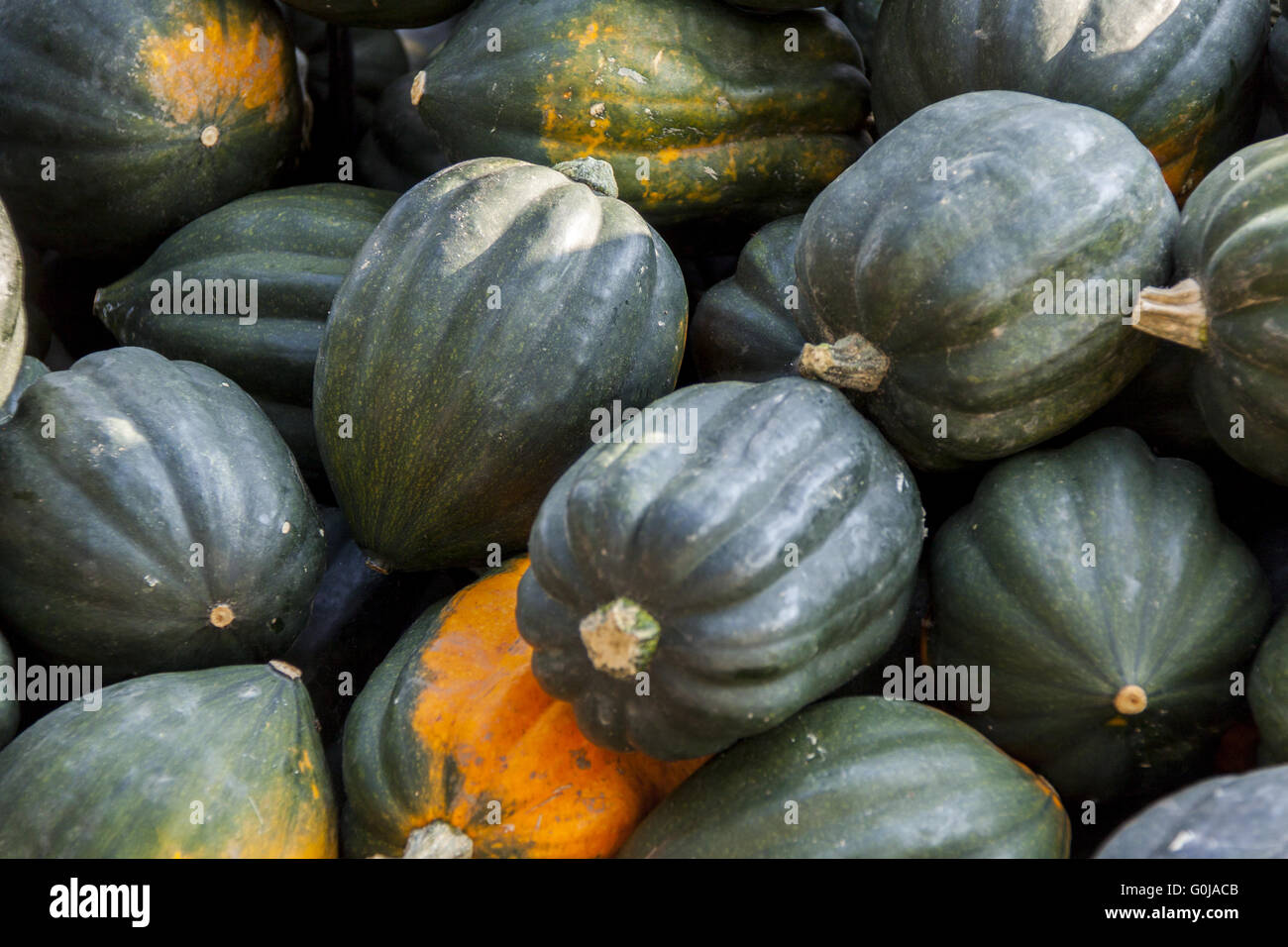 Mesa Queen Eichelkürbis Winterhorn cucurbita pumpkin pumpkins from ...