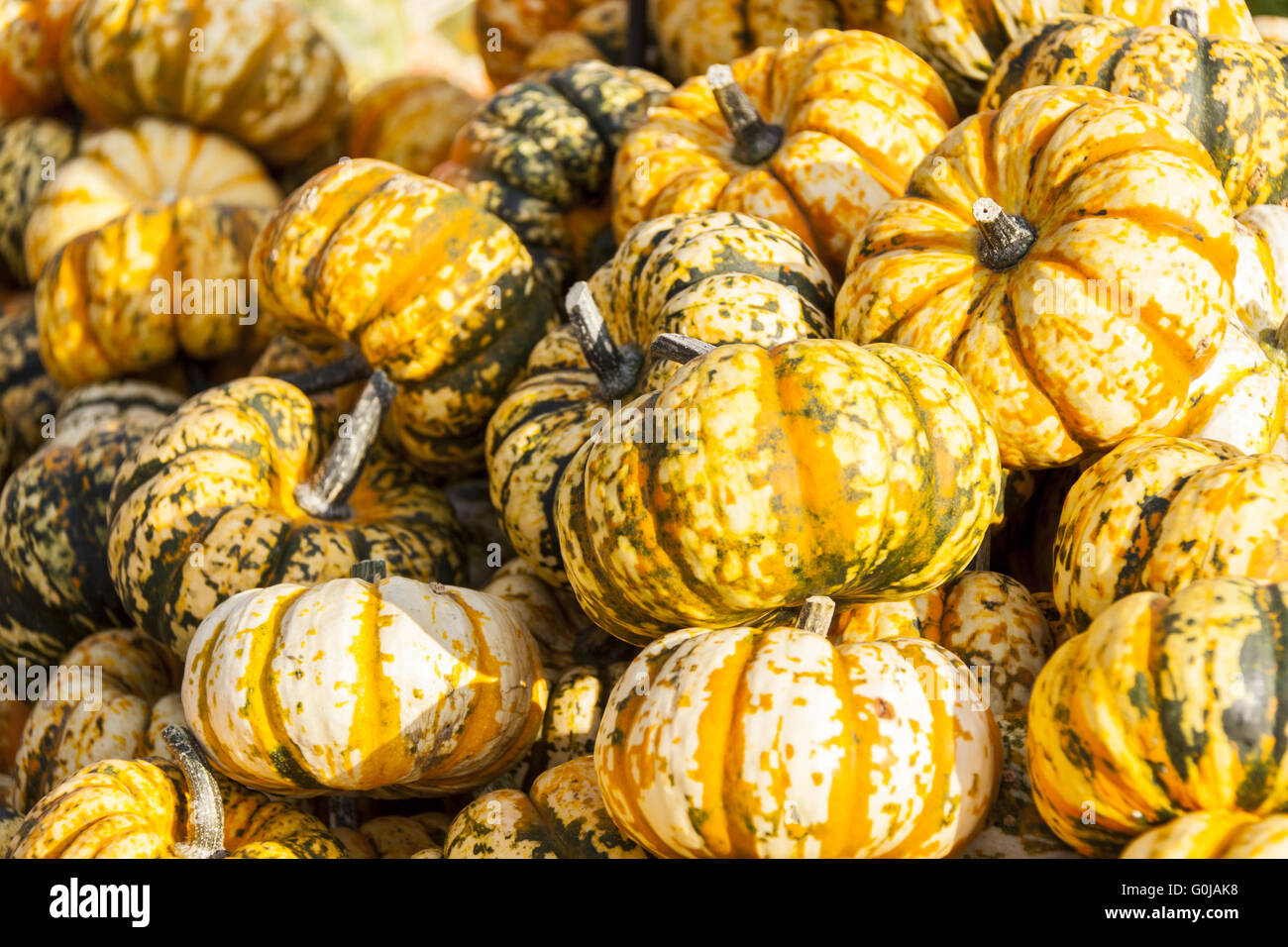 Sweet lightning pumpkin hi-res stock photography and images - Alamy