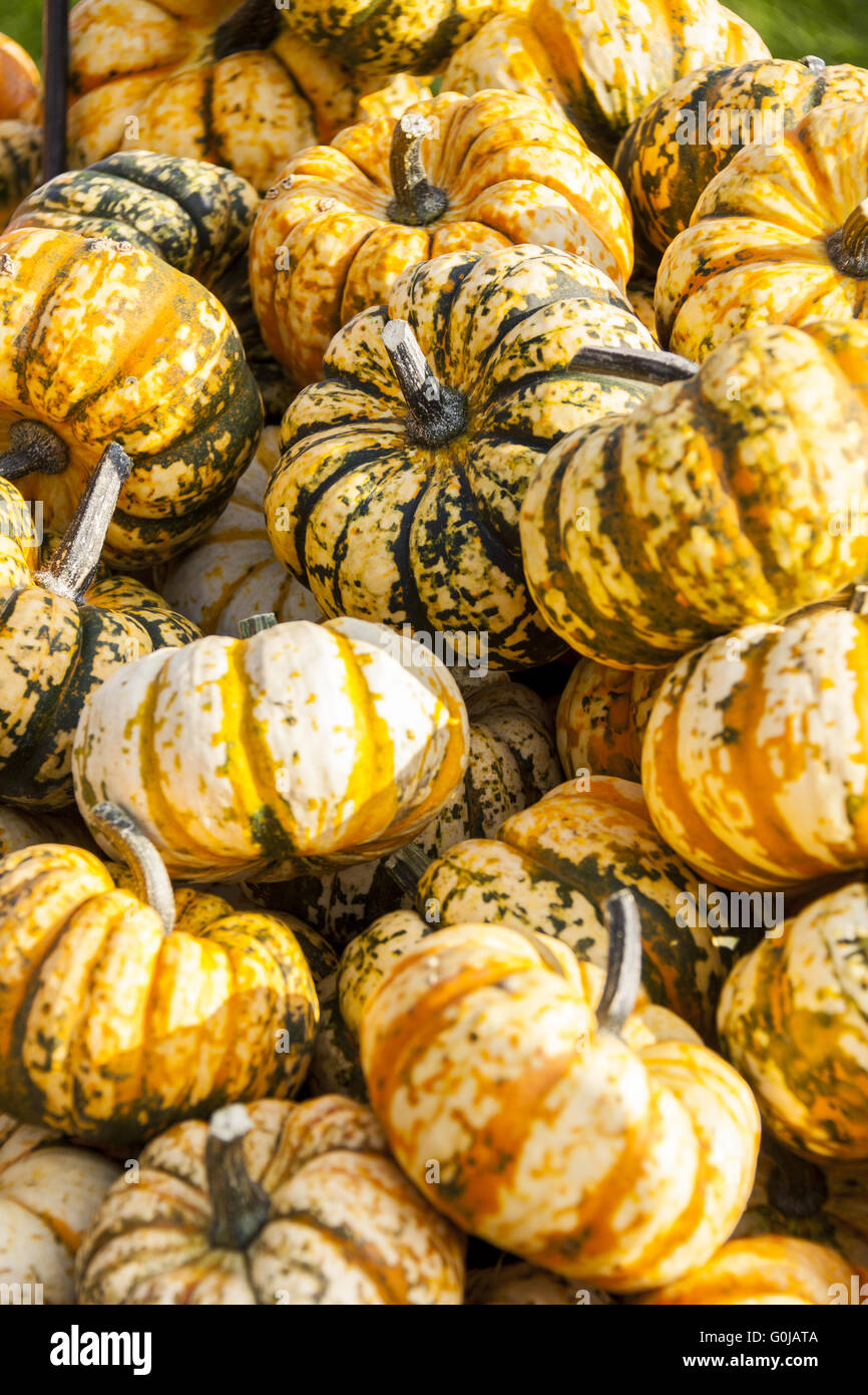 Sweet Lightning Microwave cucurbita pumpkin pumpkins from autumn Stock ...