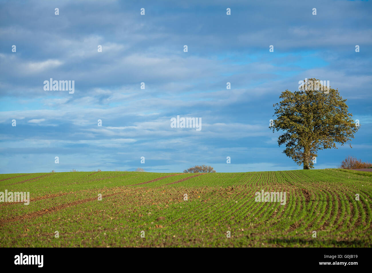 beautiful landscape of green farmland and blue sky Stock Photo - Alamy
