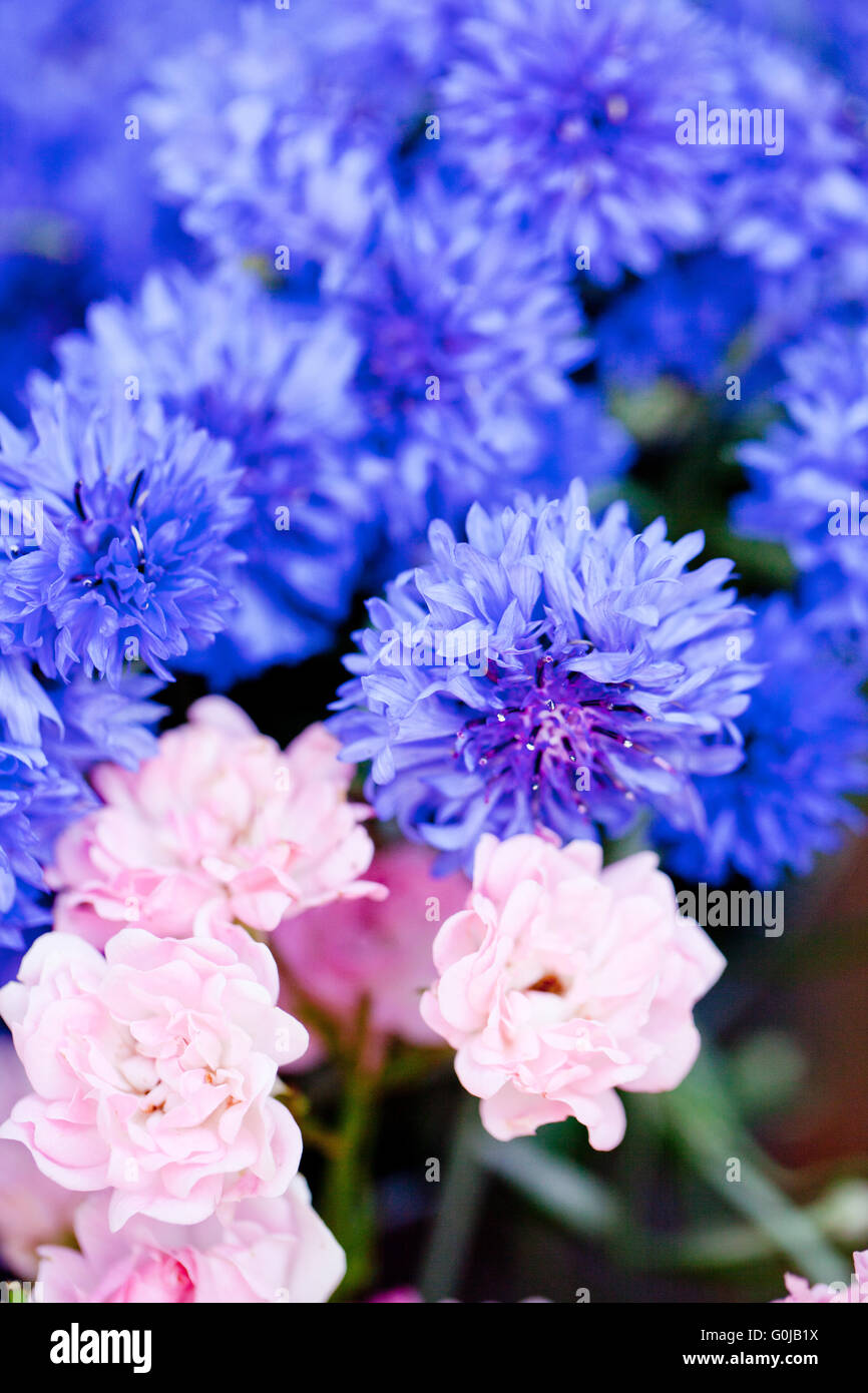 beautiful colorful collection of flowers spring summer celebration ...