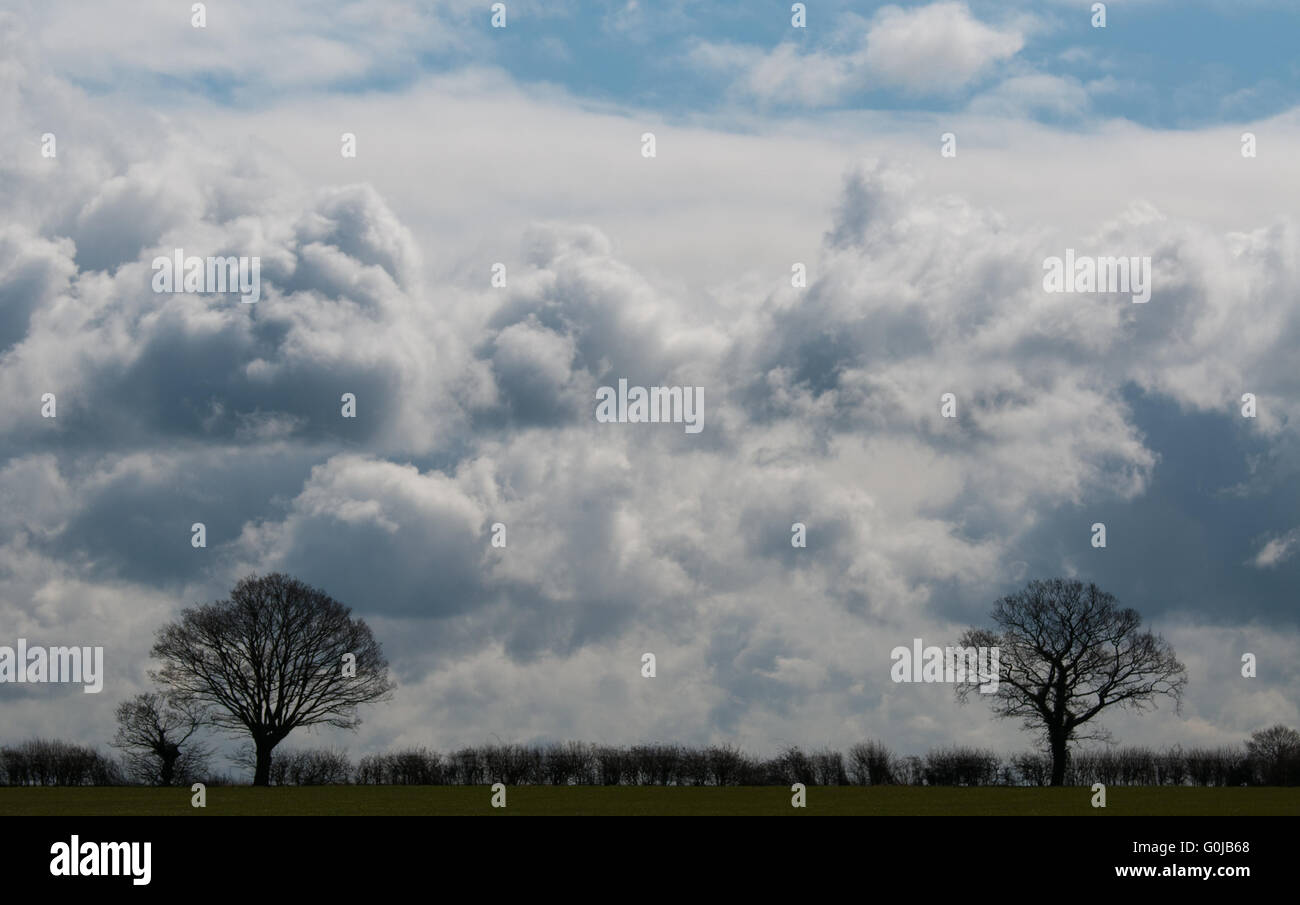 Trees and hedge silhouetted against clouds and sky Stock Photo - Alamy