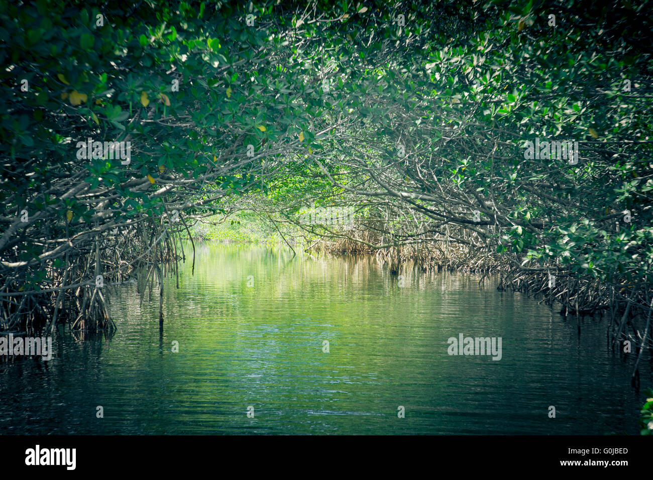 Eco-tourism image of mangroves at Everglades National Park in Florida ...
