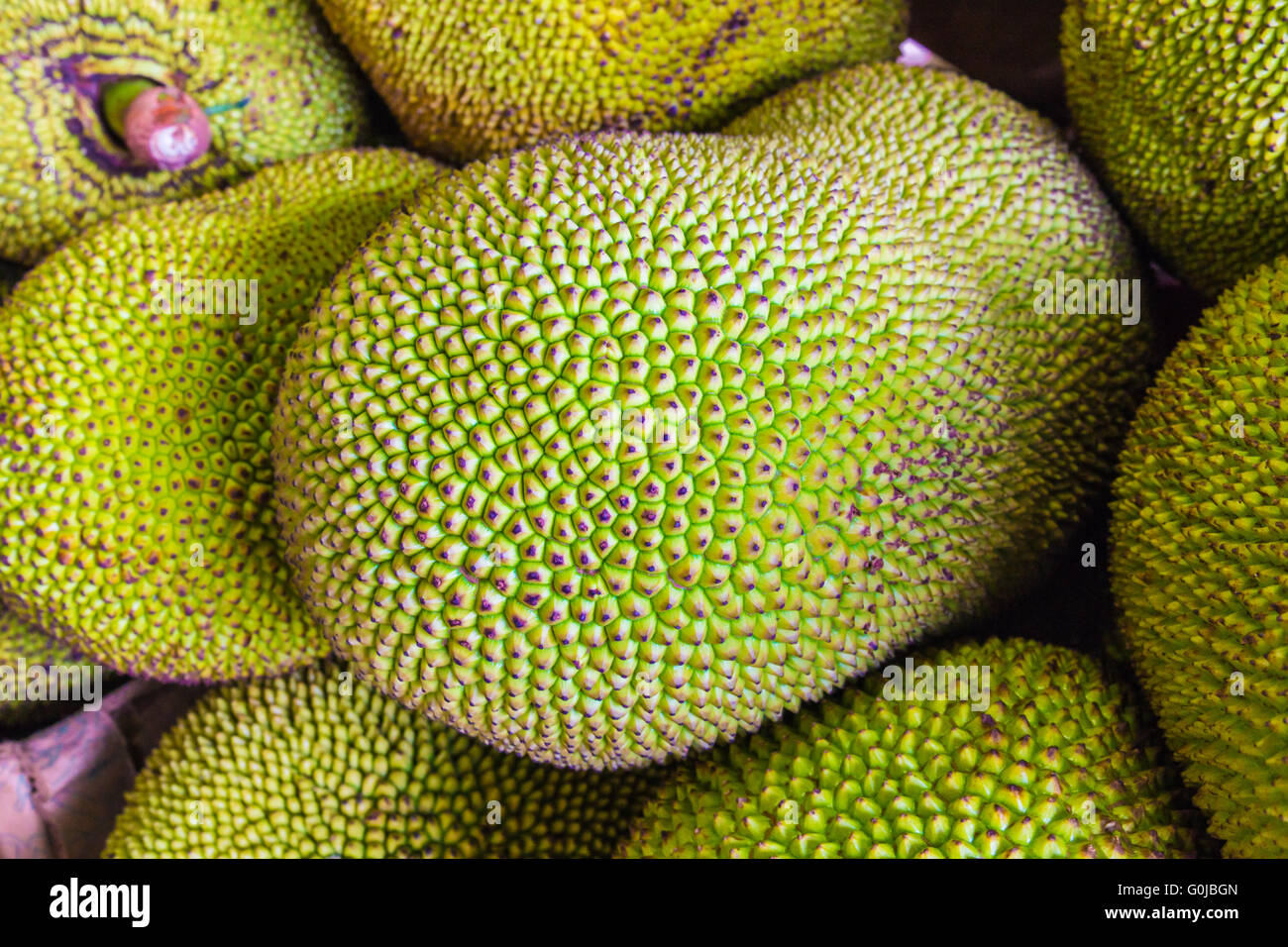 Jackfruit hires stock photography and images Alamy