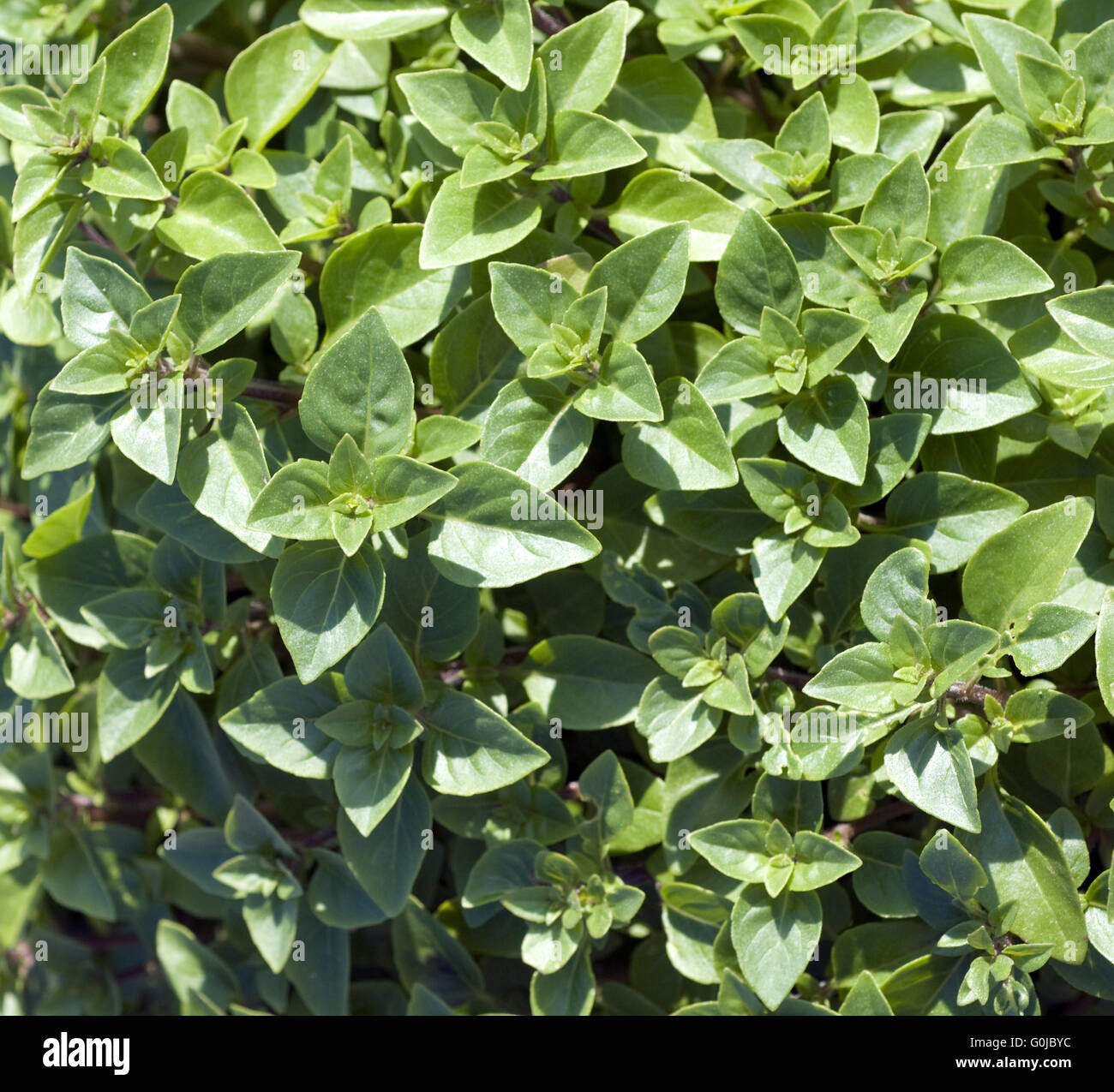 Basilikum, Green Super Globe Stock Photo