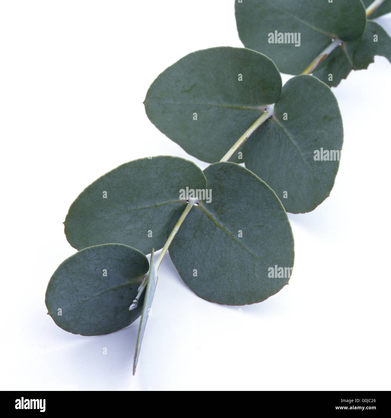 Eucalyptus Blatt Stock Photo