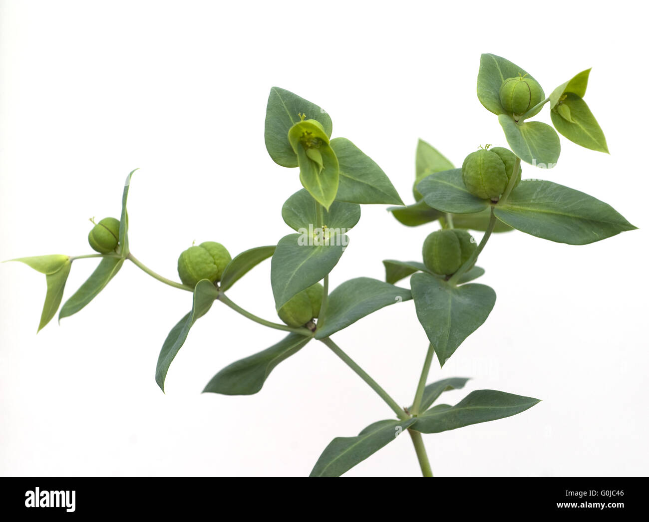 Kreuzblaettrige Wolfsmilch, Euphorbia lathyrus Stock Photo
