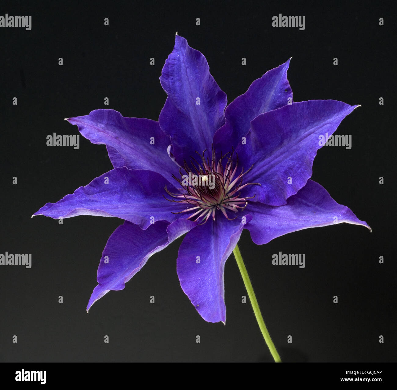 Clematis; The President Stock Photo